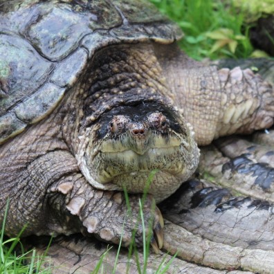 Reptiles | Wye Marsh Wildlife Centre